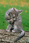 CAT 03 GR0677 01
Gray And White Kitten On Log Licking Paws