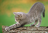 CAT 03 GR0679 01
Gray And White Kitten Stretching Out On Log