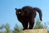 CAT 03 GR0706 01
Black Kitten Standing With Arched Back On Tree Stump
