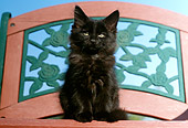 CAT 03 GR0709 01
Black Kitten On Bench