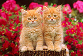 CAT 03 GR0734 01
Orange And White Tabby Kittens Sitting On Tree Stump By Flowers