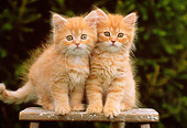 CAT 03 GR0754 06
Orange And White Tabby Kittens On Ladder