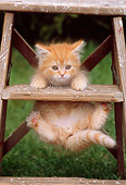 CAT 03 GR0755 01
Orange And White Tabby Kitten Hanging From Ladder