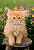 CAT 03 GR0766 01
Orange Tabby Kitten Sitting On Stool By Flowers