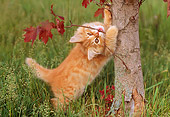 CAT 03 GR0776 01
Orange Tabby Kitten Biting Limb On Tree
