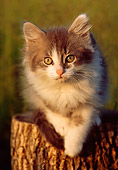 CAT 03 GR0783 04
Gray And White Kitten Laying On Stump