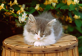 CAT 03 GR0791 01
Gray And White Kitten On Barrel Sleeping