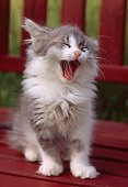 CAT 03 GR0796 01
Gray And White Kitten On Outdoor Chair Yawning