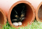 CAT 03 GR0812 01
Portrait Of Black And White Tabby Kitten Crouching In Clay Pipe On Grass