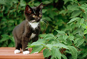 CAT 03 GR0816 01
Portrait Of Black And White Tabby Kitten Standing On Bench By Foliage