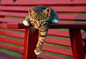 CAT 03 GR0821 01
Portrait Of Tabby Kitten Laying On Red Bench