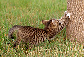 CAT 03 GR0822 01
Portrait Of Tabby Kitten Scratching Tree Trunk