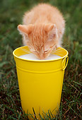 CAT 03 GR0831 01
Portrait Of Red Tabby Kitten Drinking Milk From Yellow Pail