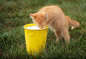 CAT 03 GR0832 01
Portrait Of Red Tabby Kitten Drinking Milk From Yellow Pail