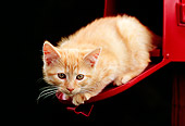 CAT 03 GR0833 01
Portrait Of Red Tabby Kitten Sitting On Open Door Of Red Mailbox