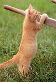CAT 03 GR0838 01
Portrait Of Red Tabby Kitten Playing By Wheelbarrow On Grass