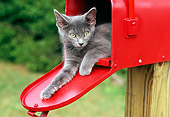 CAT 03 GR0839 01
Portrait Of Gray Kitten Laying In Red Mailbox