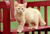CAT 03 GR0844 01
Portrait Of Red Tabby Kitten Standing On Bench