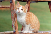 CAT 03 GR0846 01
Red And White Tabby Kitten Sitting On Ladder On Grass