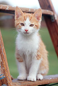 CAT 03 GR0847 01
Red And White Tabby Kitten Sitting On Ladder On Grass