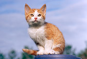 CAT 03 GR0848 01
Red And White Tabby Kitten Sitting On Stool Blue Sky