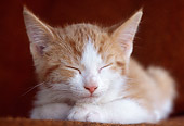 CAT 03 GR0851 01
Red And White Tabby Kitten Sleeping On Chair