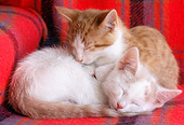 CAT 03 GR0852 01
Red And White Tabby Kittens Sleeping On Chair
