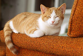 CAT 03 GR0853 01
Red And White Tabby Kitten Sleeping On Arm Of Chair