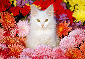 CAT 03 GR0857 01
White Kitten Sitting Among Red And Pink Flowers