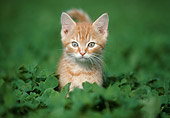 CAT 03 GR0858 01
Orange Tabby Kitten Standing In Vegetation