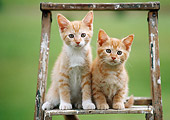 CAT 03 GR0860 01
Two Orange Tabby Kittens Sitting On Ladder