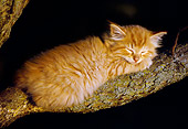 CAT 03 GR0865 01
Orange Tabby Kitten Sleeping On Tree Branch