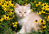 CAT 03 GR0866 01
Orange Tabby Kitten Sitting In Grass By Yellow Flowers