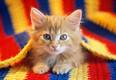 CAT 03 GR0867 01
Orange Tabby Kitten Laying Under Colorful Blanket