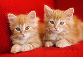 CAT 03 GR0869 01
Close-Up Of Two Orange Tabby Kittens Laying On Red Couch