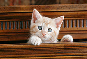 CAT 03 GR0871 01
Orange Tabby Kitten Peeking Out Of Wooden Drawer