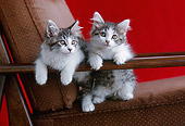 CAT 03 GR0875 01
Two Gray And White Tabby Kittens Peeking Over Arm Of Brown Chair