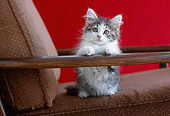 CAT 03 GR0876 01
Gray And White Tabby Kitten Peeking Over Arm Of Brown Chair
