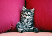 CAT 03 GR0877 01
Gray Tabby Kitten Sitting On Red Couch