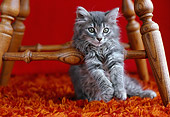 CAT 03 GR0878 01
Gray Tabby Kitten Sitting On Orange Carpet Under Wooden Chair
