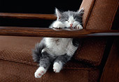 CAT 03 GR0882 01
Gray And White Kitten Sleeping On Arm Of Brown Chair
