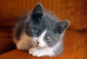 CAT 03 GR0883 01
Gray And White Kitten Laying On Arm Of Brown Chair