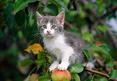 CAT 03 GR0884 01
Gray And White Tabby Kitten Sitting On Apple Tree Branch