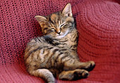 CAT 03 GR0886 01
Torbie Kitten Sleeping On Red Blanket On Chair
