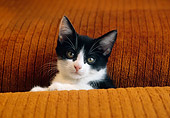 CAT 03 GR0887 01
Black And White Kitten Peeking From Between Brown Cushions