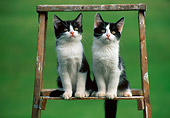 CAT 03 GR0888 01
Two Black And White Kittens Sitting On Ladder