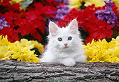 CAT 03 GR0890 01
White Kitten Peeking Over Log By Flowers