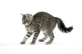 CAT 03 JD0001 01
Gray Tabby Kitten Arching Back On White Seamless