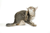 CAT 03 JD0003 01
Gray Tabby Kitten Scratching On White Seamless