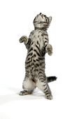 CAT 03 JD0004 01
Gray Tabby Kitten Standing On Hind Legs On White Seamless
